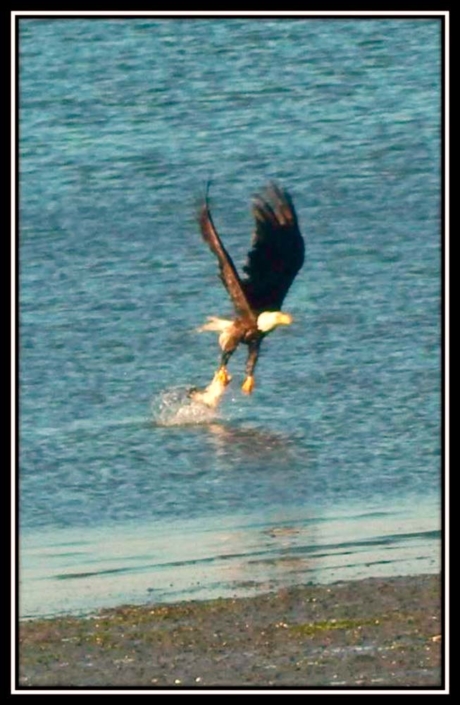Eagle Snatches a Meal
