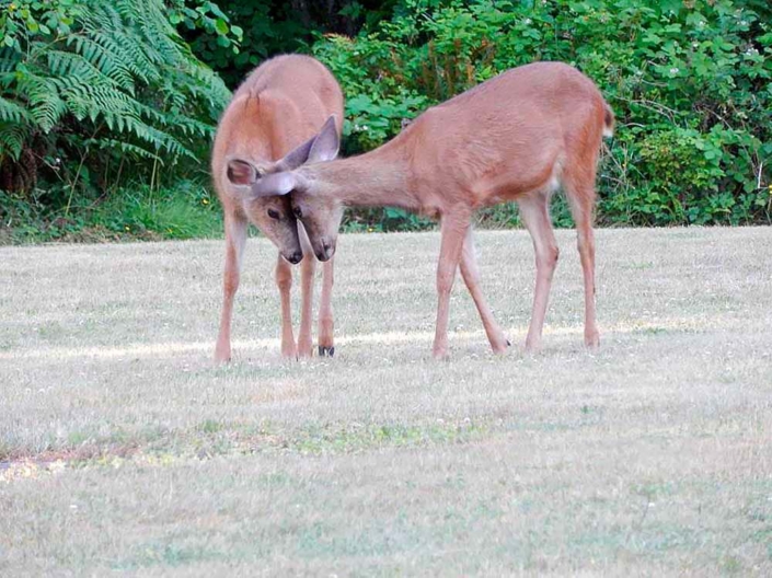 Two Deer at Camp Woodworth