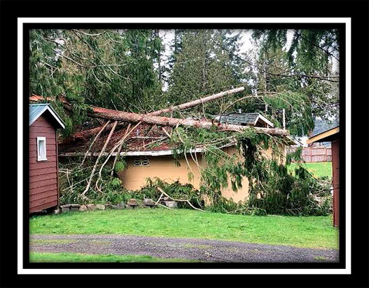 Cabin Damaged By Tree